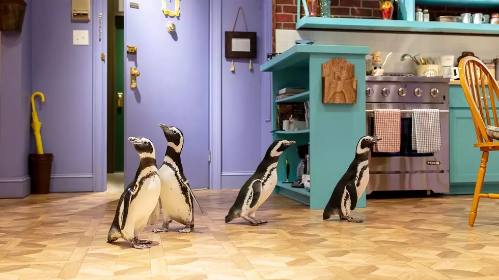 The One Where The Shedd Penguins Visit The 'Friends' Experience 