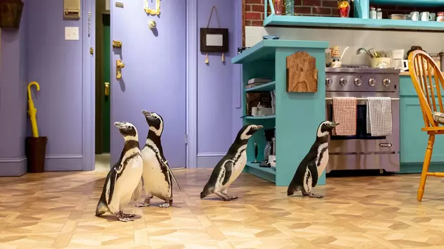 The One Where The Shedd Penguins Visit The &#8216;Friends&#8217; Experience