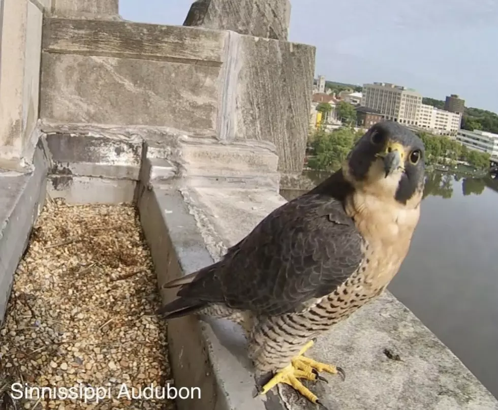 I’m Addicted to Watching Rockford’s Peregrine Falcon Live Stream