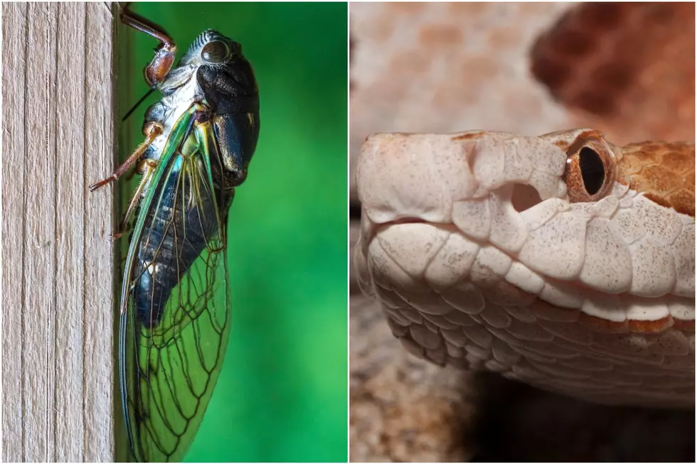 Cicadas Return Will Attract My Personal Nightmare Fuel &#8211; Snakes