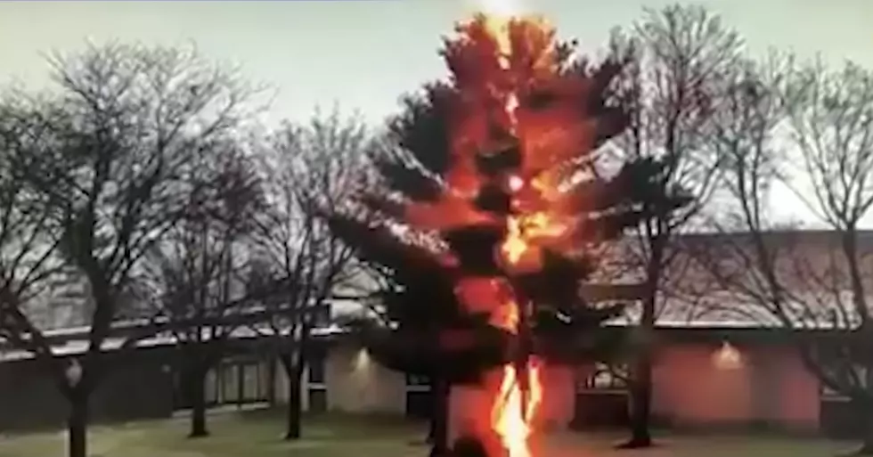 Unbelievable Video Shows Lightning Disintegrate Tree at Wisconsin School