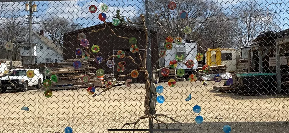 We’ve Unraveled the Mystery of the ‘CD Trees’ on Madison Street in Rockford