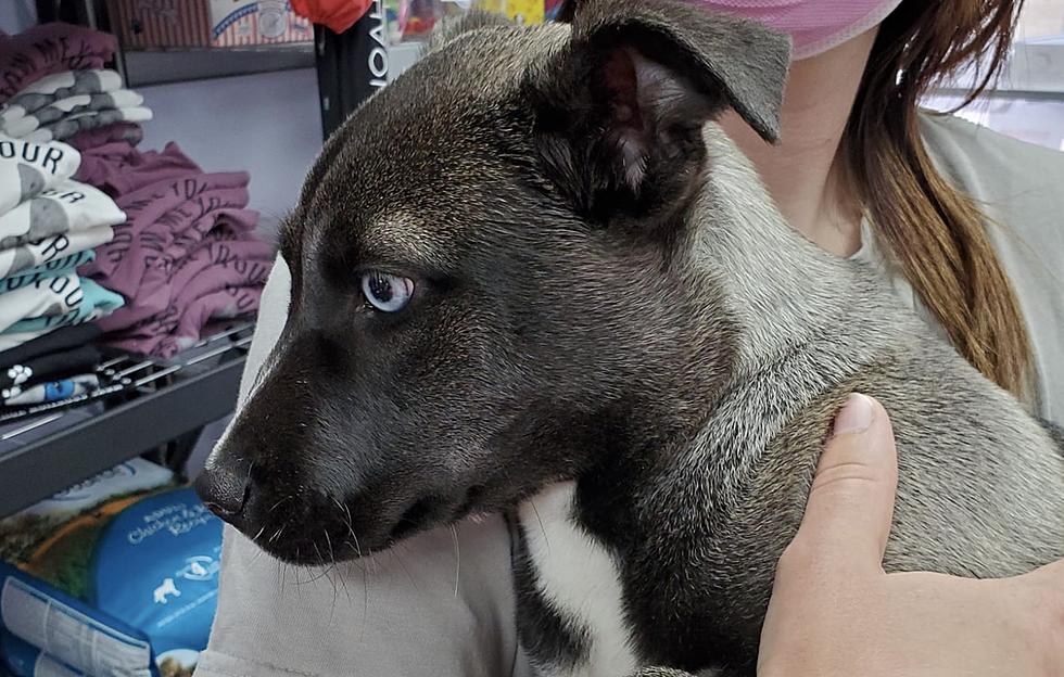 Adorable Blue-Eyed Puppy Found on State St. Looking for its Humans