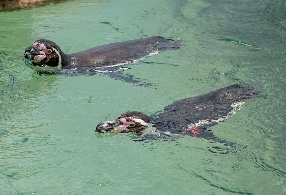 Have a Penguin Pool Party At The Milwaukee County Zoo In Wisconsin