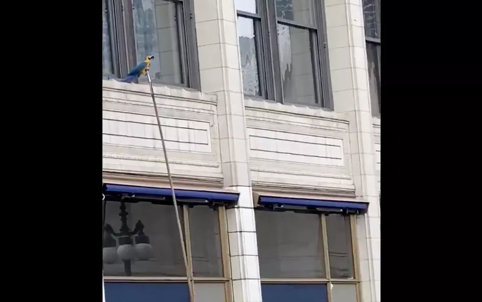 Watch Chicago Firefighters Rescue a Pet Parrot From a Window Ledge