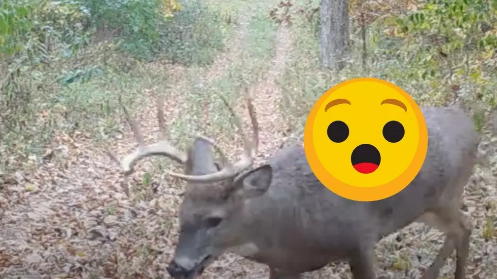 Illinois Trail Cam Captures Zombie Deer with Massive Open Wound