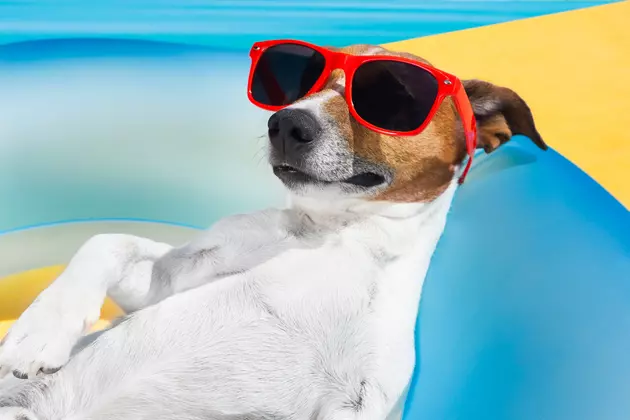 How to Know When It&#8217;s Too Hot to Walk Your Dog This Summer