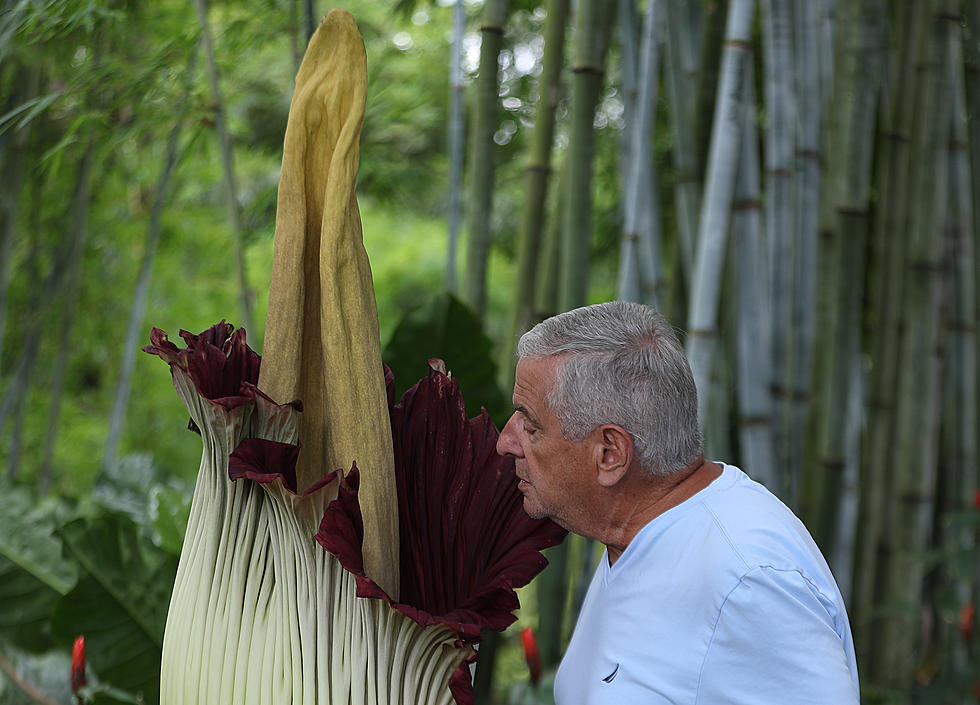 What's the Fascination with Rockford's Very Smelly Corpse Flower?