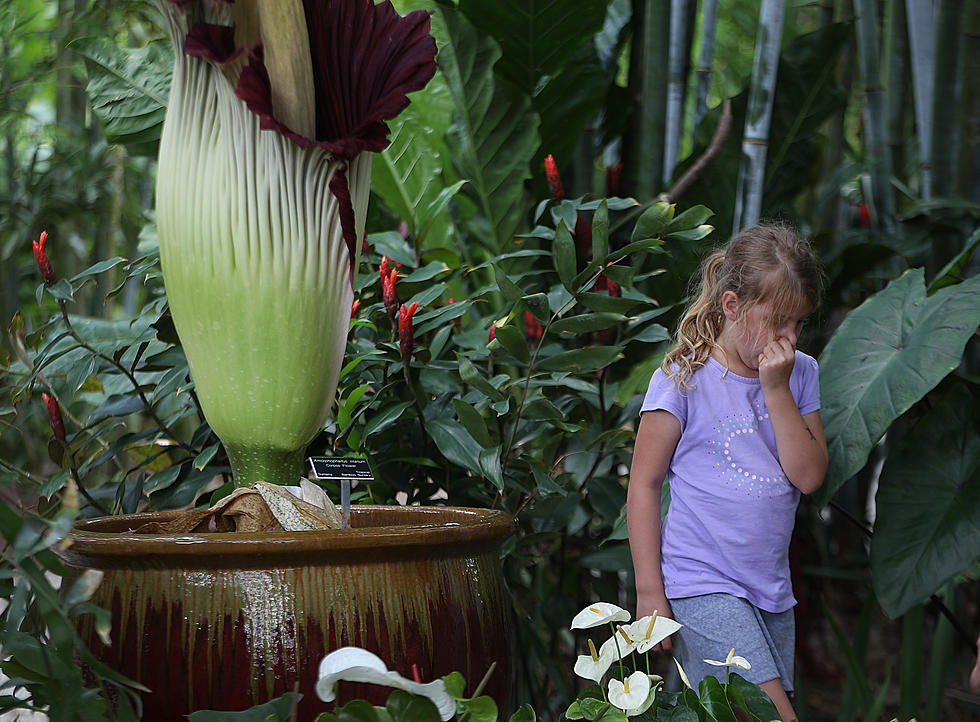Rare Illinois Corpse Flower Blooms in Impressive Time-Lapse Video