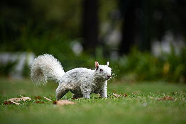 Small Illinois Town is Home to a Bunch of Red-Eyed Albino Squirrels