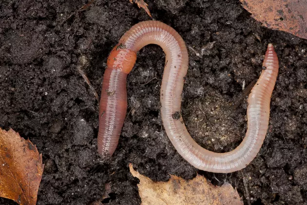 Watch Your Step! Invasive Jumping Worms Are Spreading in Illinois