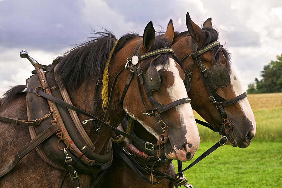 Horse Lovers! Spend a Magical Day with 25 Clydesdales on Illinois Farm