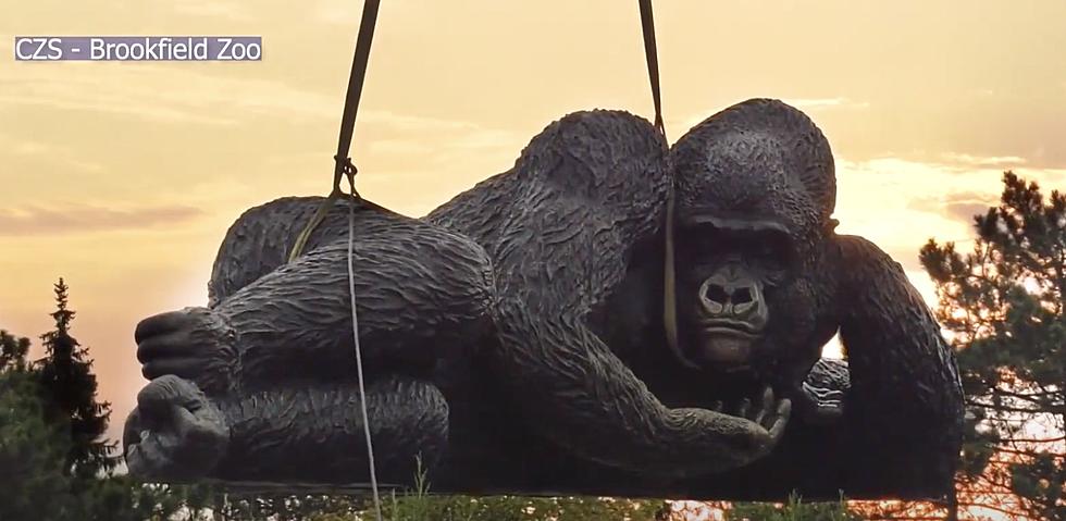 Illinois Zoo’s New Giant Bronze Gorilla is Posed Like Rose From Titanic