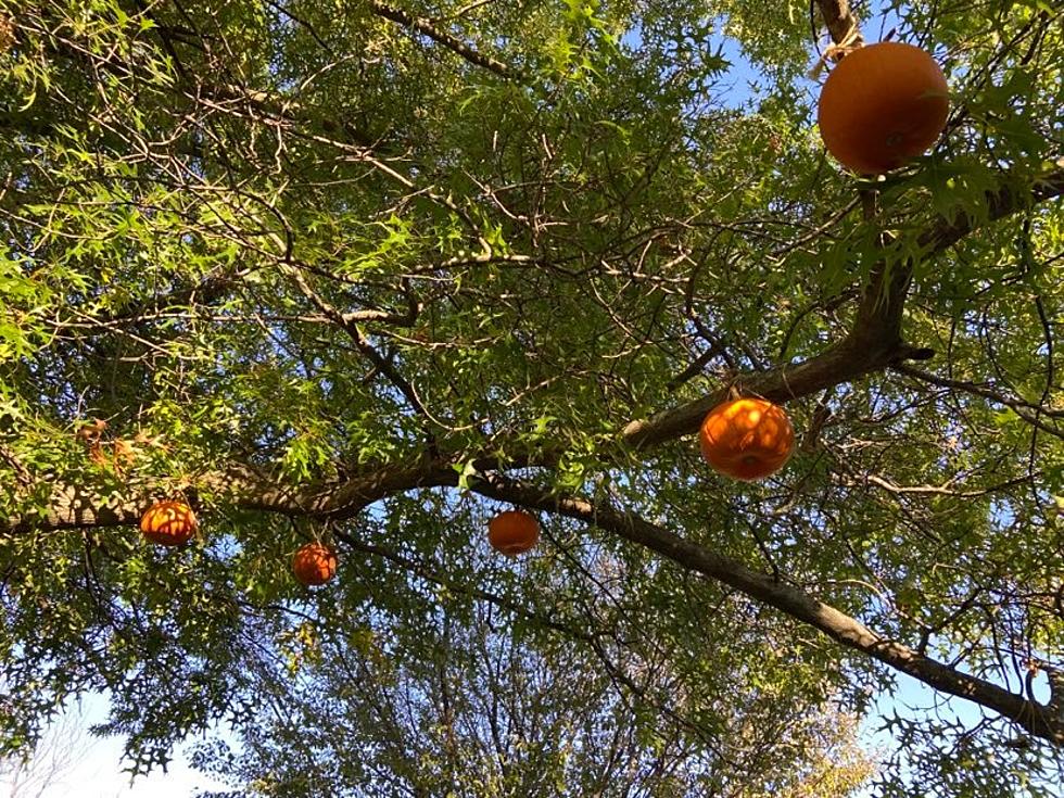 Small Illinois Town Home to Only Pumpkin ‘Growing’ Tree