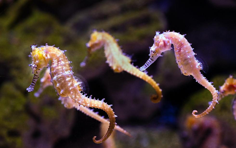 WATCH: Riveting Moment Seahorse Daddy Goes into Labor at IL Zoo