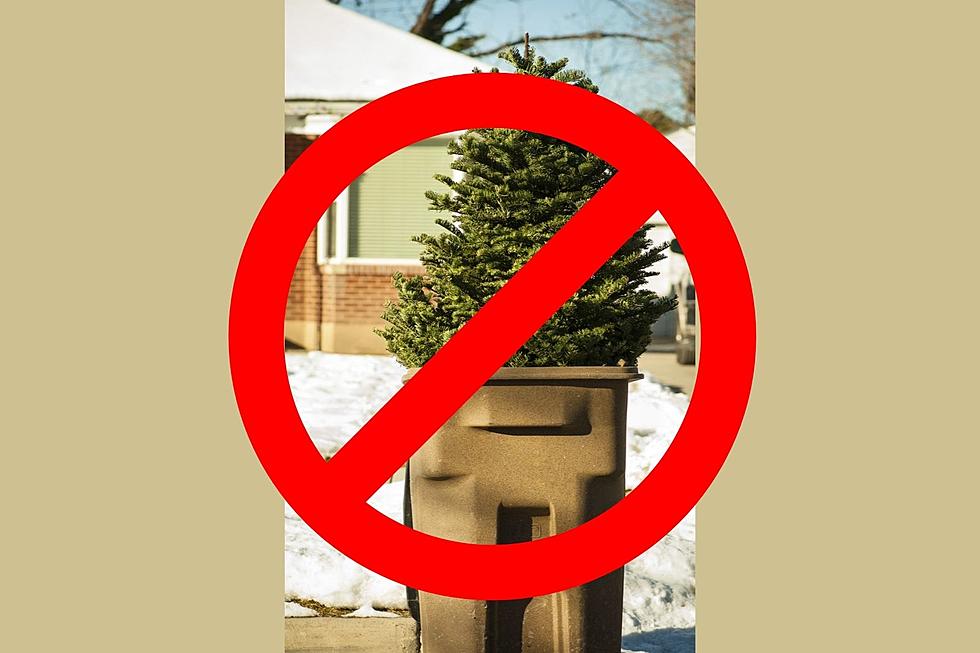 Hey Rockford! This is The Best Way Toss Out Your Christmas Tree