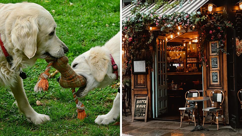 Enjoy Happy Hour &#038; Play With Puppies At This Wisconsin Tap House
