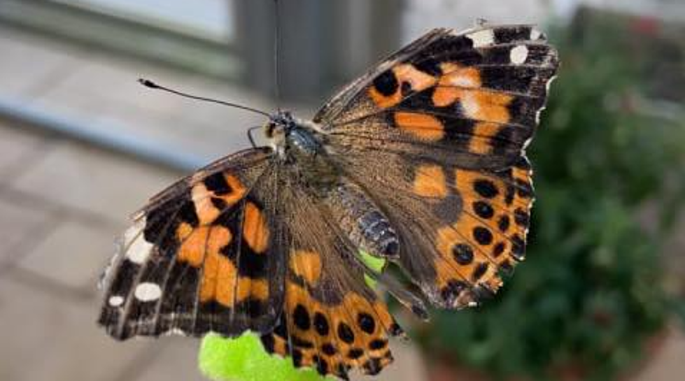 Butterflies from All Over the World Just Landed in Illinois