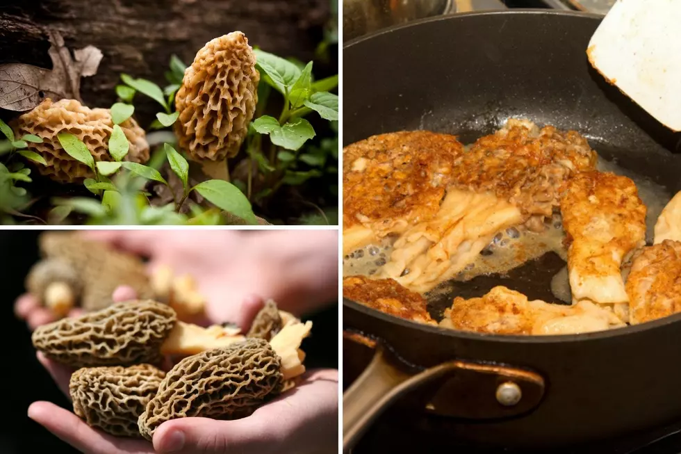Morel Mushroom Hunting Season in Illinois: 11 Tips for a Big Haul