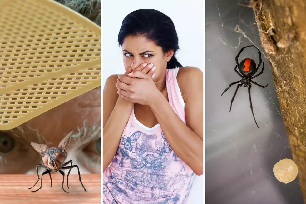 These Are The 9 Most Annoying Pests You’ll Find in Illinois This Summer