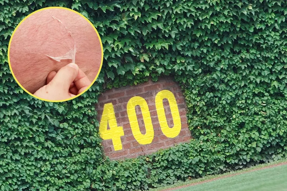 Wonder What It&#8217;s Like Seeing Ivy Being Peeled Off Wrigley Field Wall in One Piece