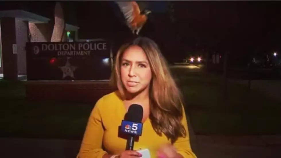 Bird Lands on Chicago TV Reporter&#8217;s Head During Live Broadcast