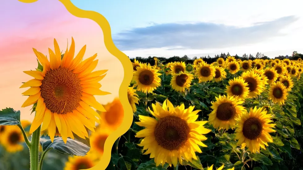 5 Of The Most Gorgeous Sunflower Gardens Are Right Here In Illinois