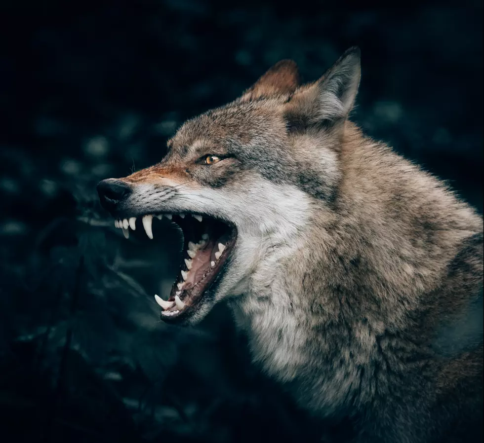 Yikes! Illinois’ Most Dangerous Animal Has Big Scary Movie Energy