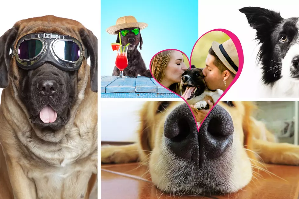 Single in Illinois? These 6 Dog Breeds Might Up Your Dating Game