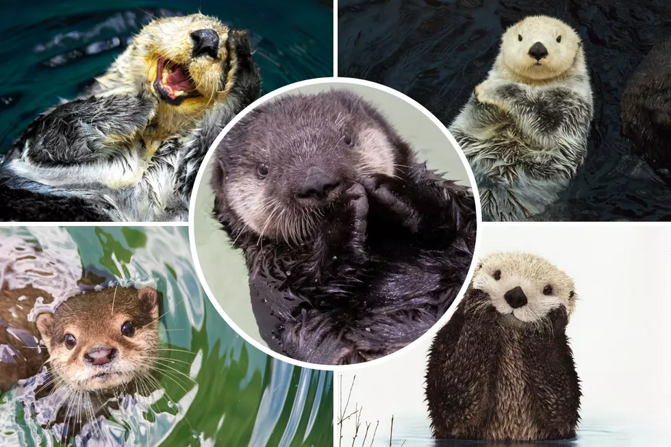 What Would You Name This Rescued Sea Otter at Shedd Aquarium?