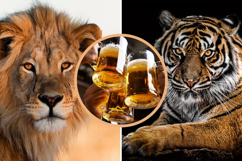 Lions, Tigers, & Beers At Popular Illinois Zoo's Halloween Party