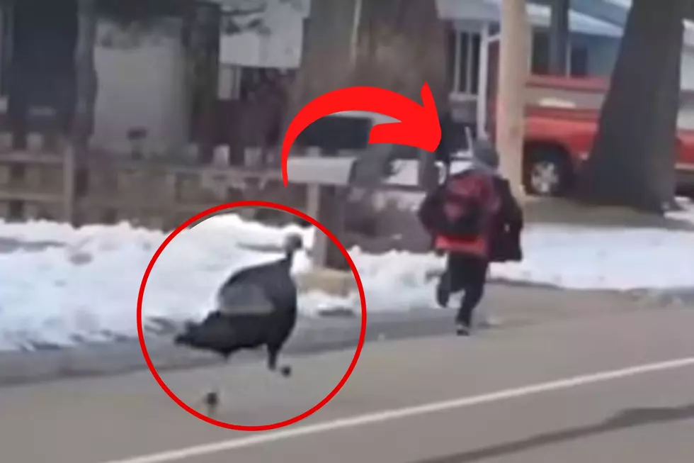 Wisconsin Student harassed By Wild Turkey In Bizarre TikTok Video