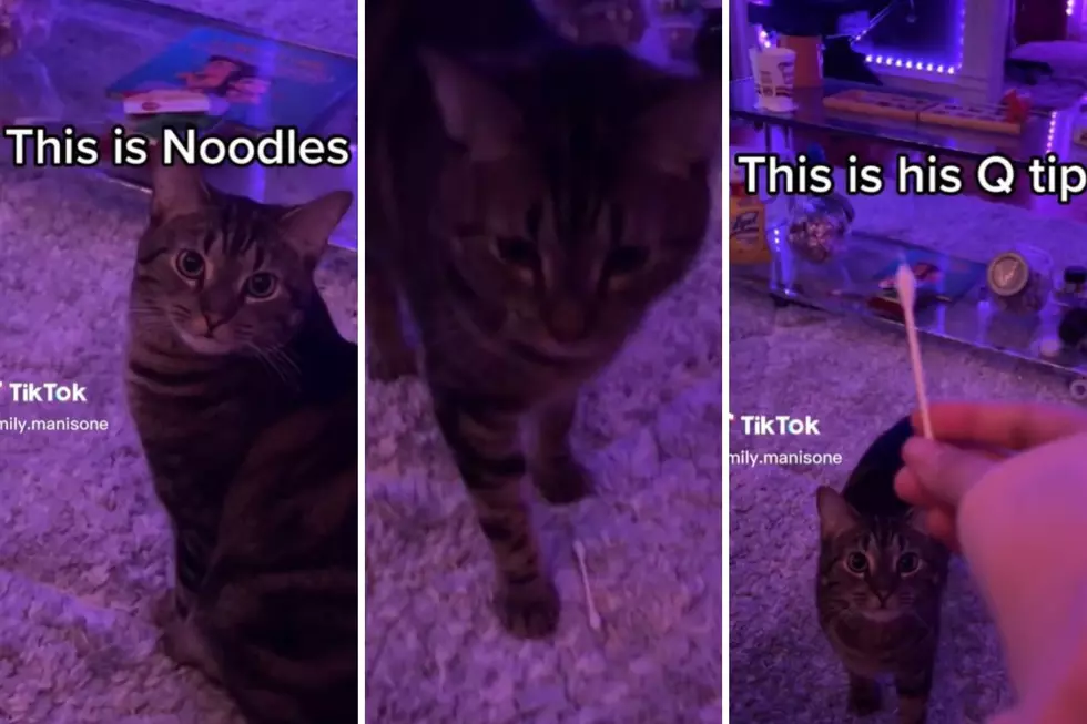 "He Loves Q-Tips": Adorable Illinois Cat Play Fetch Like a Dog 