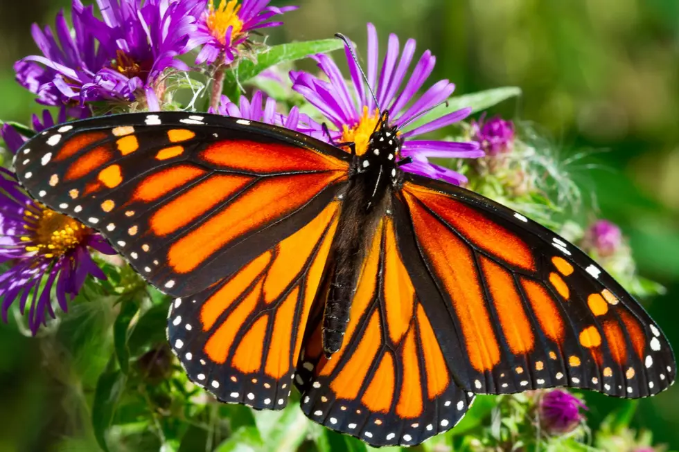 Most Fascinating Fact About Monarch Butterflies Trip from Mexico