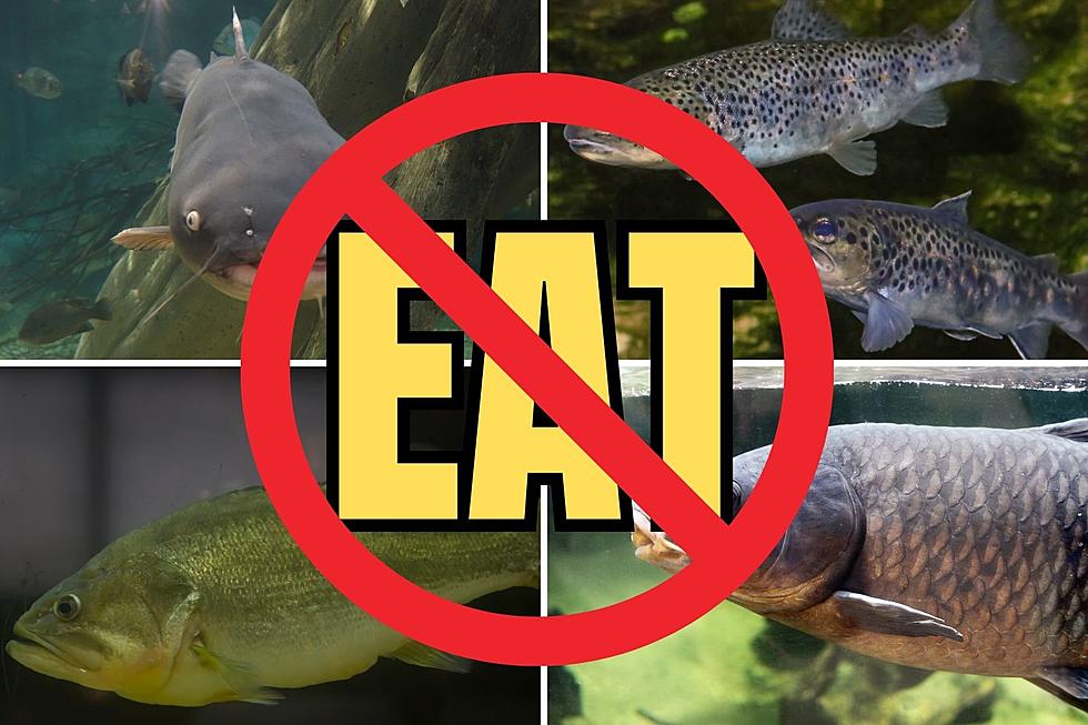 IL Officials Warn DO NOT Eat Fish from These 10 Bodies of Water