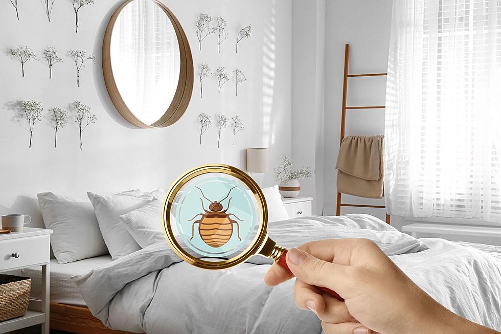 Illinois Bed Bug Warning Got Us Checking Our Beds for These 7 Things