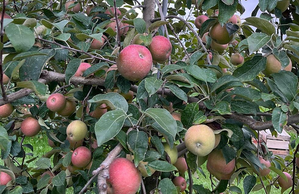 Wisconsin Apple Orchard Grows 21 Irresistible Apple Varieties Including the Sweetest Apple of All