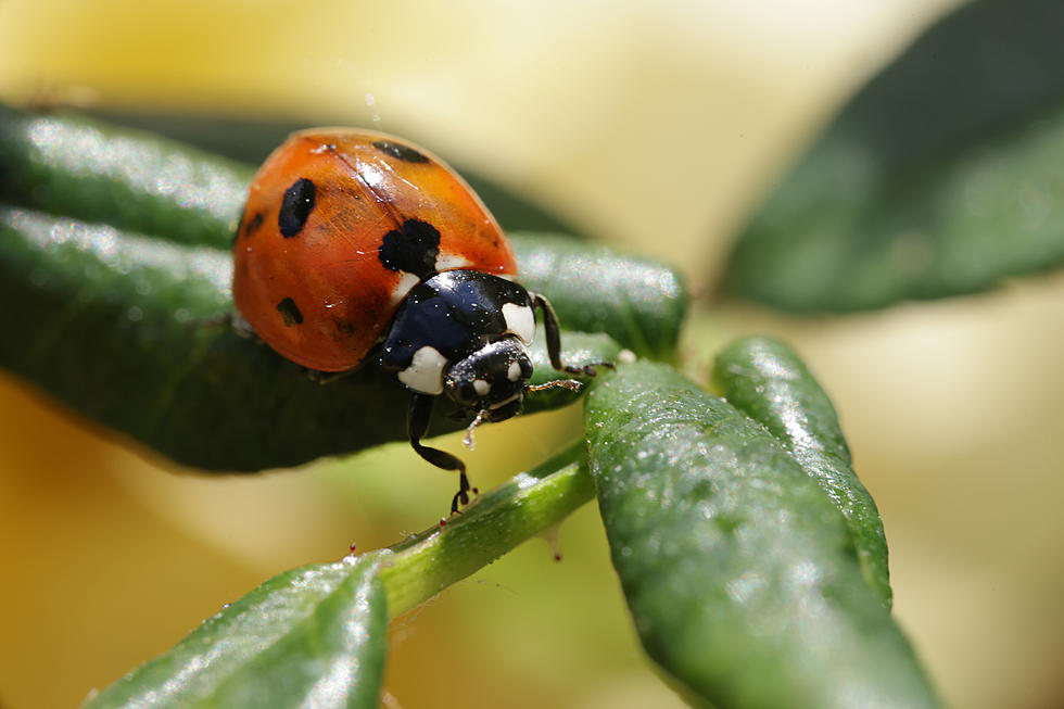 Why Are There So Many Ladybugs in Illinois Houses?