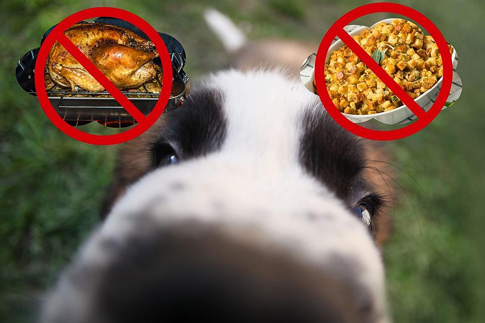 Illinoisans, Do Not Let Your Dog Eat These Thanksgiving Foods