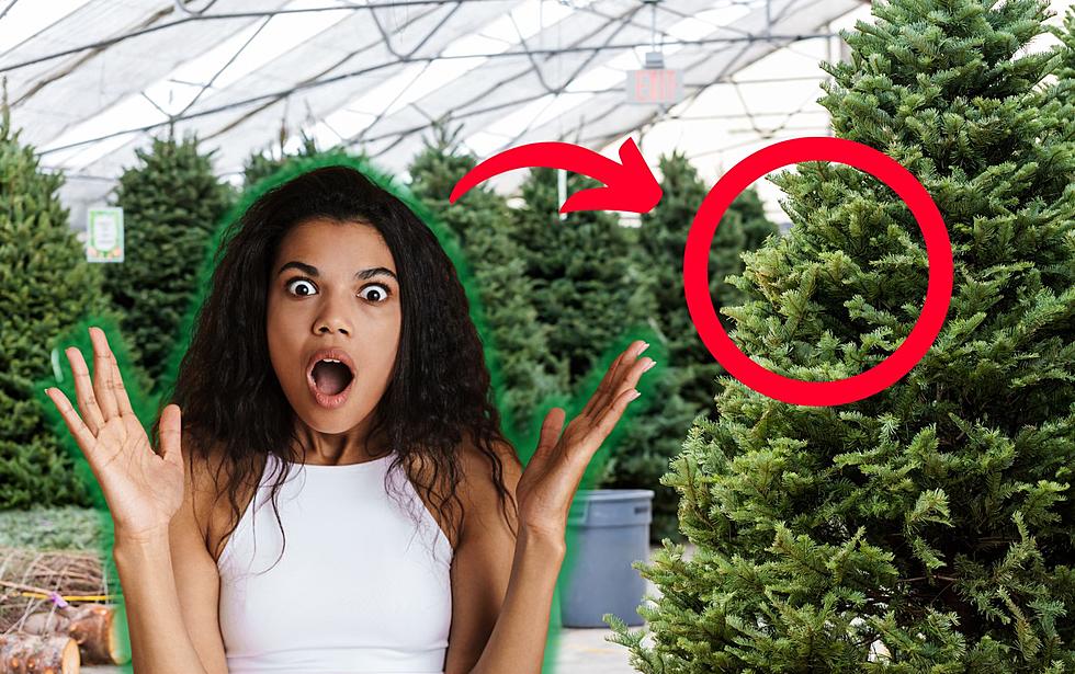 Illinoisans, Toss Out Your Christmas Tree ASAP If This Happens