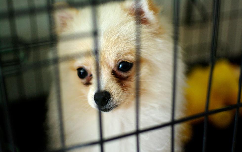 Bye-Bye Furever: Another Puppy Mill Pet Store Closes In Rockford