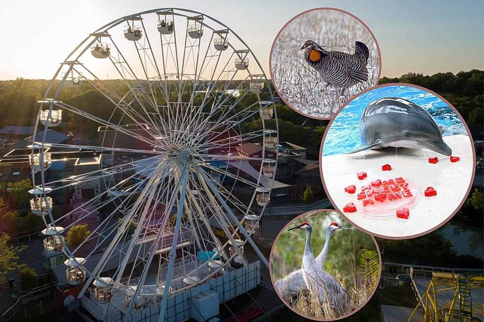 130ft Ferris Wheel, New Animal Attractions Coming Illinois’ Brookfield Zoo