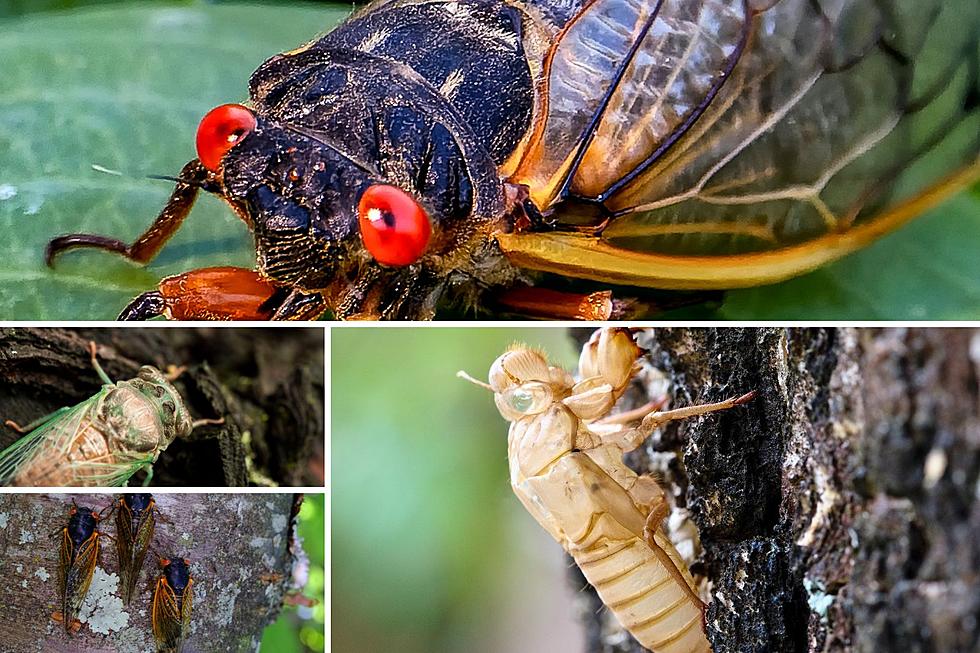 [UPDATE] Cicada Numbers In Illinois Will Be Enormous And Disgusting