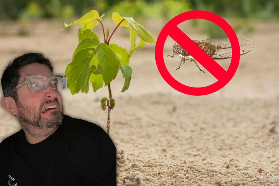 Illinois Peeps, Beware: Cicadas Pose a Threat to Tiny Trees