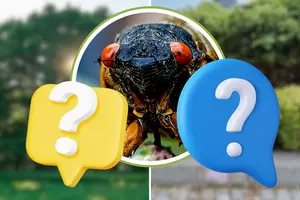 You'll See More Cicadas if These 2 Things Are in Your Yard