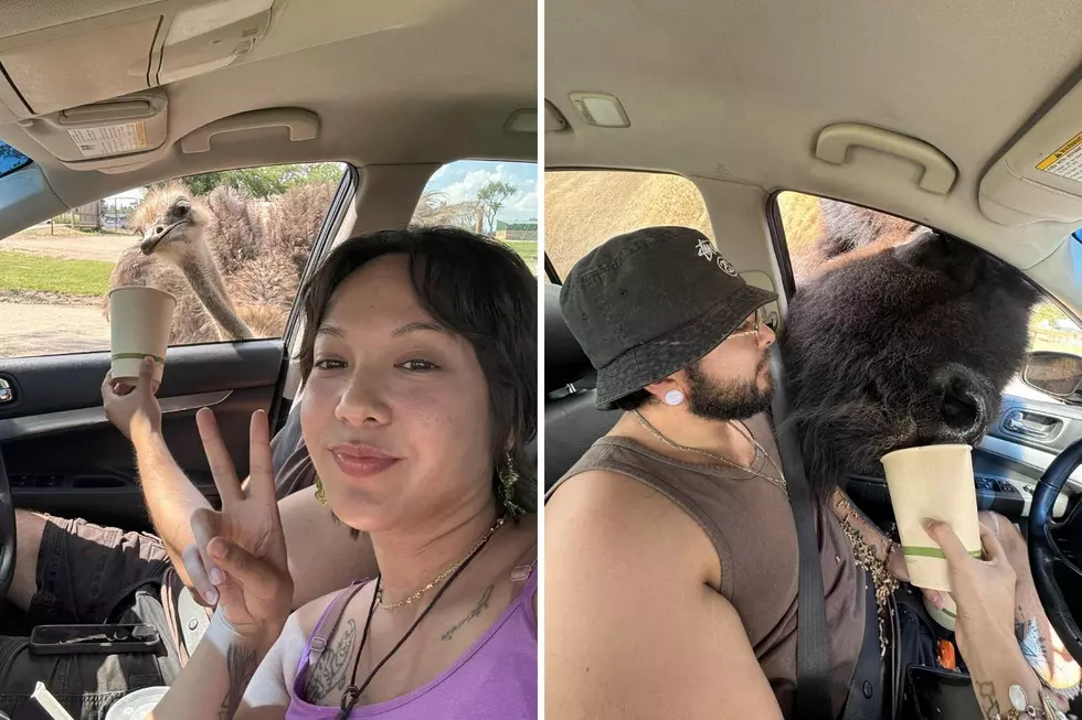 Drive Thru Safari in Wisconsin That’s Worth Every Penny