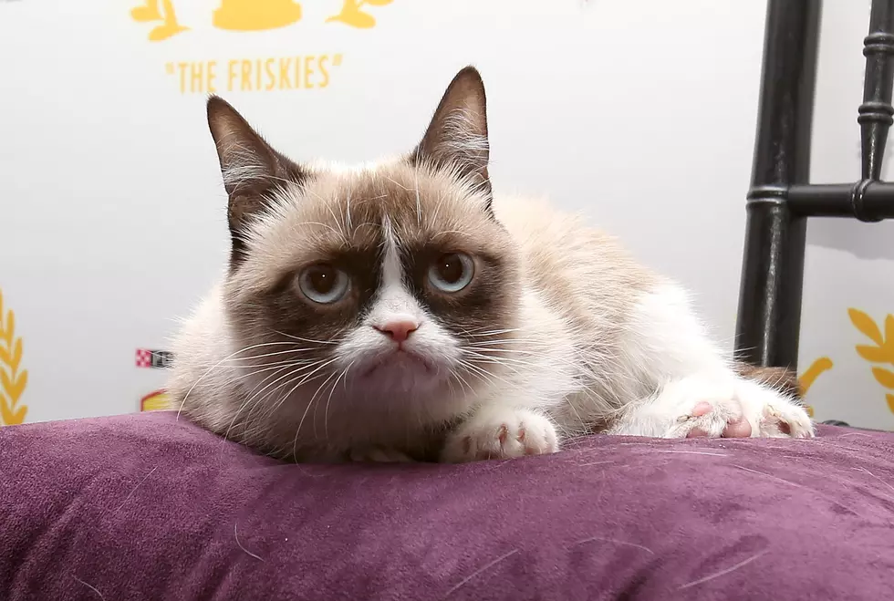 Grumpy Cat Has a Movie Coming Out [VIDEO]