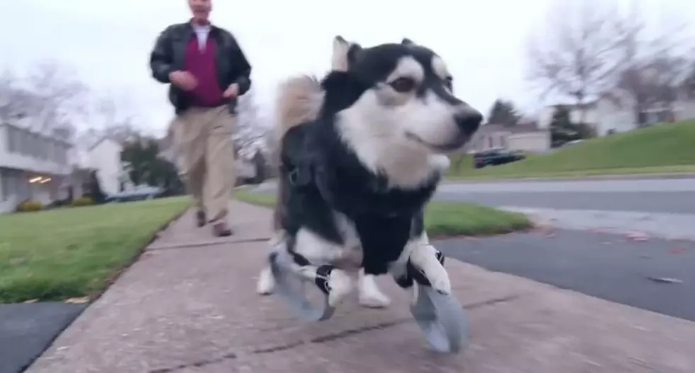 Dog Runs for the First Time Thanks to 3D Printing