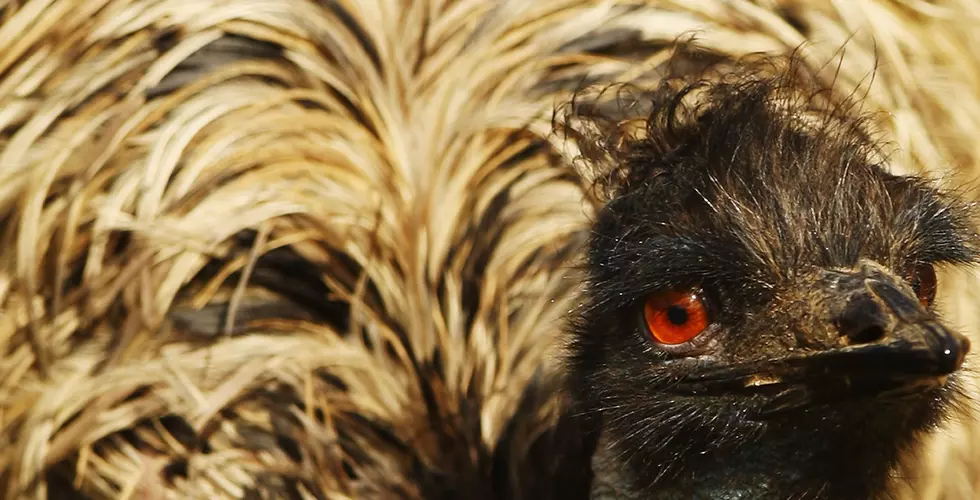 Emu Caught After Roaming Rockford Streets This Weekend