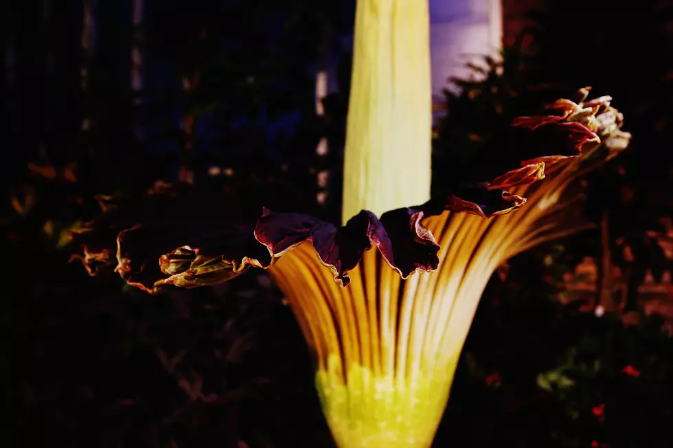 Very Rare ‘Corpse Plant’ with Horrible Scent Blooms